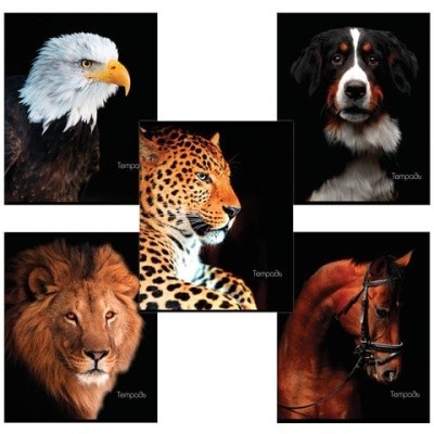 Тетрадь А5, 48 л., BRAUBERG скоба, клетка, обложка картон, в ассортименте, 403034,404368